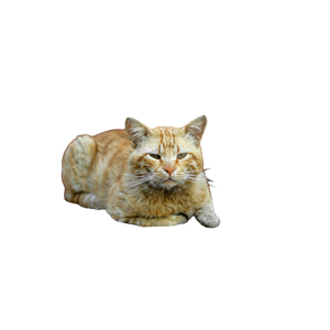 A Relaxed Ginger Cat Comfortably Lying On A Patterned Cushion Against A Wooden Background. 14346 - Cat PNG image with transparent background